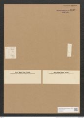 Schizonema sp. (de-Toni-Nr.: Genus 20, Species 856 ?) Zeichnungen Sammlung Grunow Nr. 2322 (NHMW-BOT-W0369447)